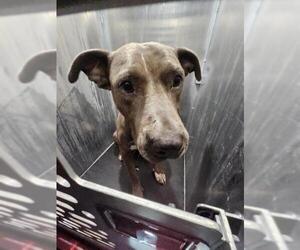 American Staffordshire Terrier-Unknown Mix Dogs for adoption in San Antonio, TX, USA