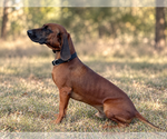 Small #1 Mutt