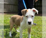 Small #1 Mutt