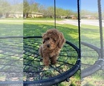 Small Photo #3 Goldendoodle (Miniature) Puppy For Sale in HALTOM CITY, TX, USA