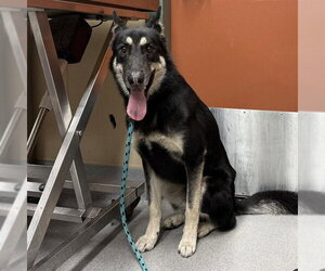 German Shepherd Dog Dogs for adoption in Rancho Cucamonga, CA, USA