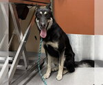 Small German Shepherd Dog
