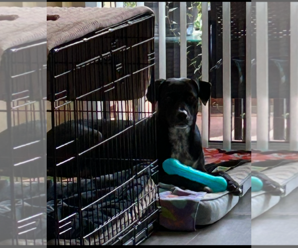 Medium Photo #3 German Shorthaired Pointer-Unknown Mix Puppy For Sale in Miami, FL, USA