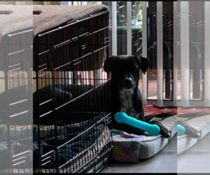 COURTESY POST: Sasha - Female German Shorthaired Pointer-Unknown Mix Dog for Adoption - Photo #3