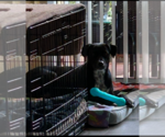 Small #2 German Shorthaired Pointer Mix