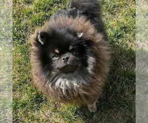 Pomeranian Puppy for sale in RESEDA, CA, USA