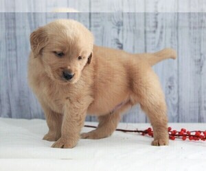 Golden Retriever Puppy for sale in APPLE CREEK, OH, USA