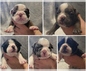 Olde English Bulldogge Puppy for sale in ATHOL, ID, USA