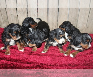Miniature Bernedoodle Puppy for Sale in STANLEY, Wisconsin USA