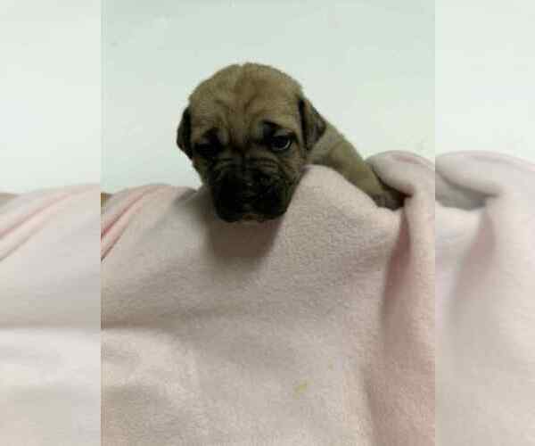 Medium Photo #3 Cane Corso Puppy For Sale in CAMBY, IN, USA