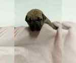 Small Photo #3 Cane Corso Puppy For Sale in CAMBY, IN, USA