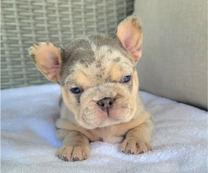 French Bulldog Puppy for sale in LAS VEGAS, NV, USA