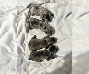 French Bulldog Puppy for sale in HAYWARD, CA, USA