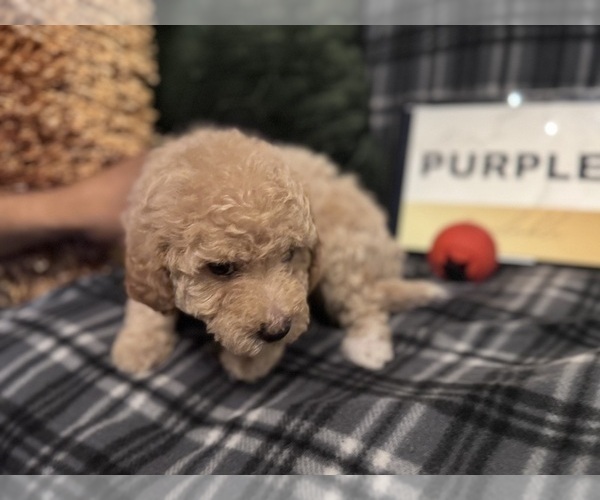 Medium Photo #25 Goldendoodle Puppy For Sale in HARTFORD, CT, USA