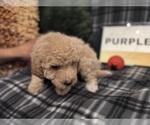 Small #24 Goldendoodle