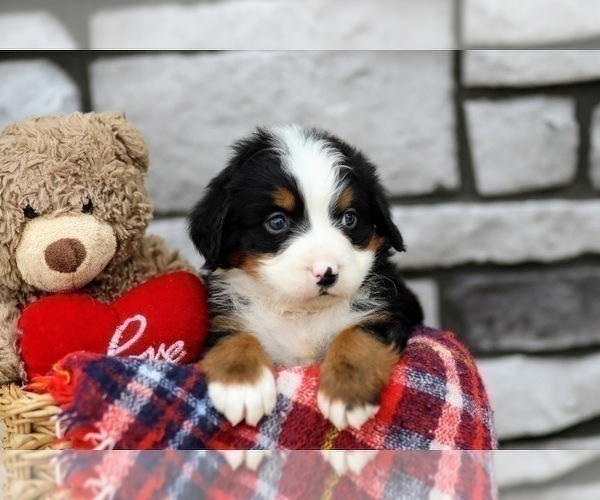 Medium Photo #9 Bernese Mountain Dog Puppy For Sale in FREDERICKSBURG, OH, USA