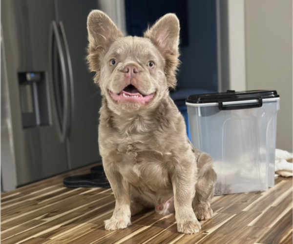 Medium Photo #3 French Bulldog Puppy For Sale in FRANKLIN, IN, USA