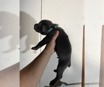 Small Photo #3 Cane Corso Puppy For Sale in EL MONTE, CA, USA