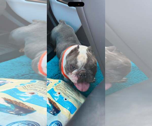 Medium Photo #1 Bulldog Puppy For Sale in Jackson Township, NJ, USA