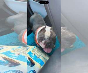 Bulldog Dogs for adoption in Jackson Township, NJ, USA