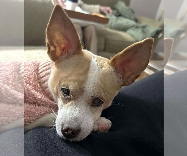 Medium Photo #2 Chihuahua-Unknown Mix Puppy For Sale in Boonton, NJ, USA