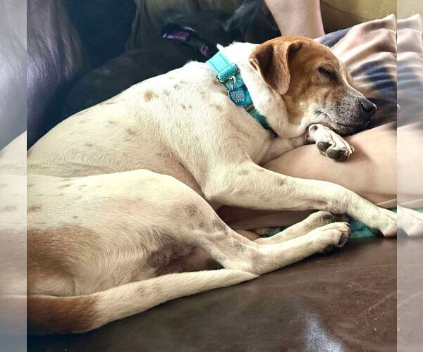 Medium Photo #16 Jack-A-Bee Puppy For Sale in Boonton, NJ, USA