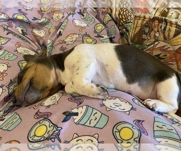 Medium Photo #52 Dachshund Puppy For Sale in LUBBOCK, TX, USA