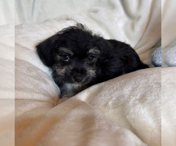 Medium Photo #1 Chihuahua-Unknown Mix Puppy For Sale in Chico, CA, USA