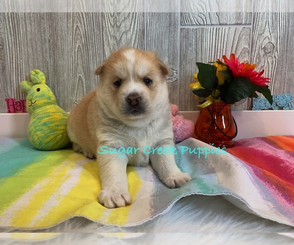Medium Photo #1 Pomsky Puppy For Sale in DONNELLSON, IA, USA