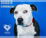 Small #1 American Pit Bull Terrier Mix