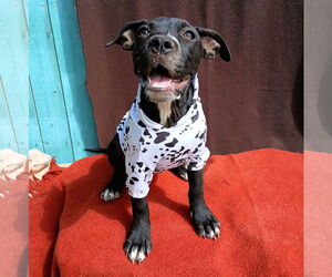 Bulldog-Unknown Mix Dogs for adoption in Apple Valley, CA, USA