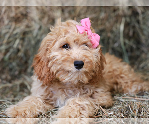 Cockapoo Puppy for sale in LIBERTY, KY, USA