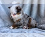 Small Photo #3 Miniature Australian Shepherd Puppy For Sale in OXFORD, CT, USA