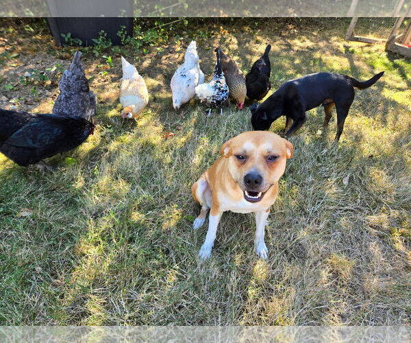 Medium Photo #8 Mutt Puppy For Sale in Bellevue, WA, USA