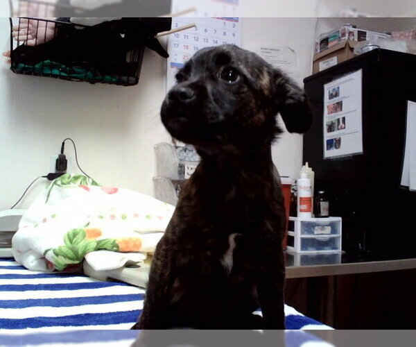 Medium Photo #1 Mutt Puppy For Sale in Martinez, CA, USA