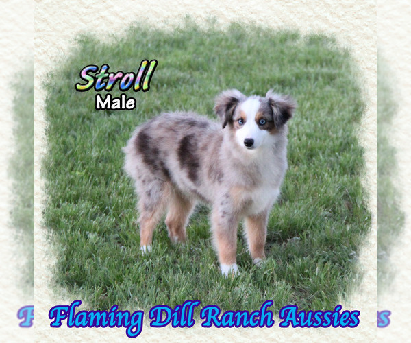 Medium Photo #1 Miniature Australian Shepherd Puppy For Sale in FORESTBURG, TX, USA