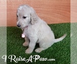 Small Photo #6 Goldendoodle-Poodle (Standard) Mix Puppy For Sale in OVERGAARD, AZ, USA