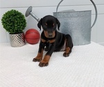 Small Photo #77 Doberman Pinscher Puppy For Sale in GOSHEN, IN, USA