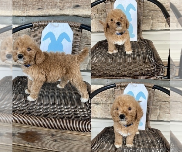 Medium Photo #1 Goldendoodle Puppy For Sale in NIANGUA, MO, USA