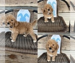 Small Photo #1 Goldendoodle Puppy For Sale in NIANGUA, MO, USA