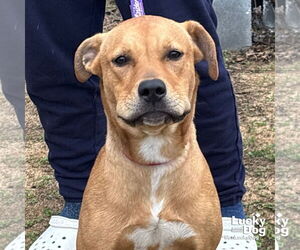 Retriever -Unknown Mix Dogs for adoption in Washington, DC, USA