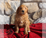 Small Photo #1 Goldendoodle-Poodle (Standard) Mix Puppy For Sale in EAST EARL, PA, USA
