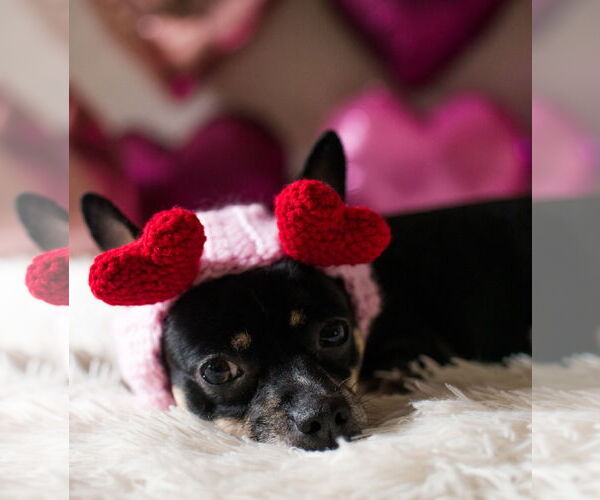 Medium Photo #20 Rat-Cha Puppy For Sale in San Francisco, CA, USA