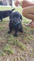 Labrador Retriever Puppy for sale in DANVILLE, GA, USA