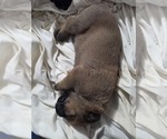 Puppy White Anatolian Shepherd-English Mastweiler Mix