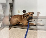 ROSCO - Male Labrador Retriever-Unknown Mix Dog for Adoption - Small photo