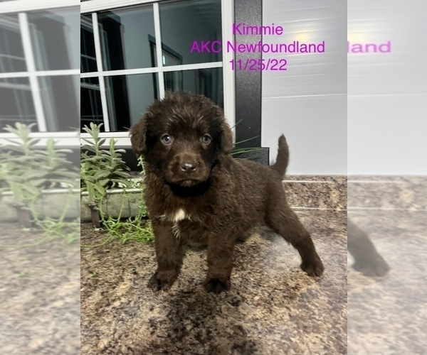 Medium Photo #1 Newfoundland Puppy For Sale in SHIPSHEWANA, IN, USA