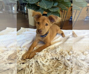 Lacy - Female Golden Retriever-Unknown Mix Dog for Adoption - Photo #3