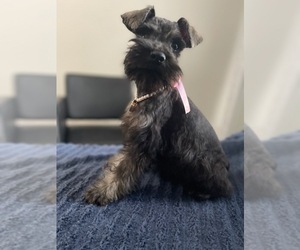 Schnauzer (Miniature) Puppy for sale in LAKEWOOD RANCH, FL, USA