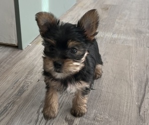 Yorkshire Terrier Puppy for Sale in KINGSLAND, Georgia USA
